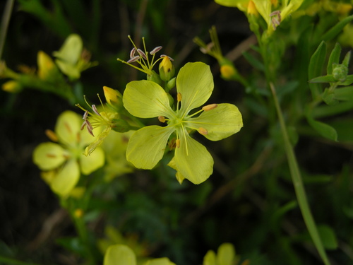 Image of Linum kingii by (c) Roger Rittmaster, some rights reserved (CC BY)