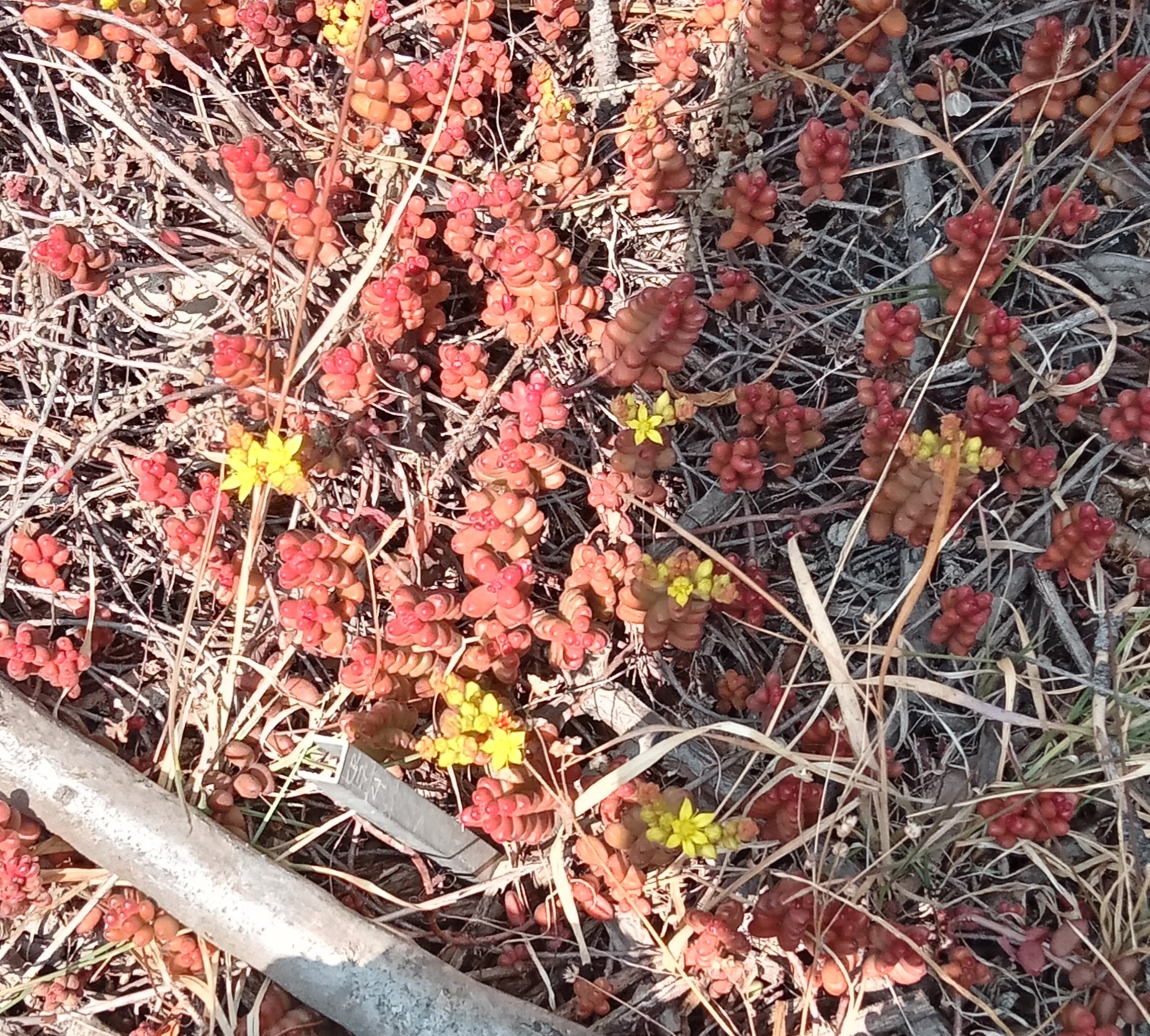 Imagem de Sedum stahlii é popularmente conhecida como "suculenta"