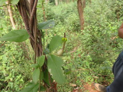 Ceropegia candelabrum