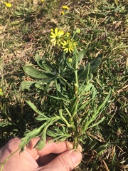 Asteraceae