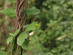 Ceropegia candelabrum
