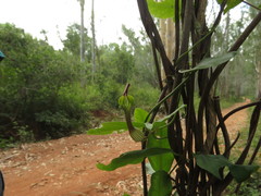 Ceropegia candelabrum