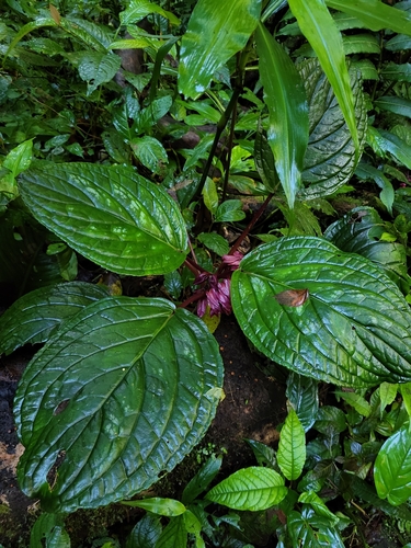Foto de Cipó-doce
