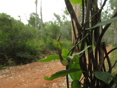Ceropegia candelabrum