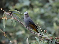 Ptiliogonys cinereus