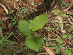 Ceropegia candelabrum