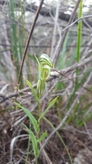 Pterostylis vittata