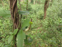 Ceropegia candelabrum