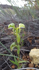 Pterostylis vittata