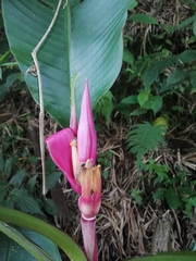 Musa velutina