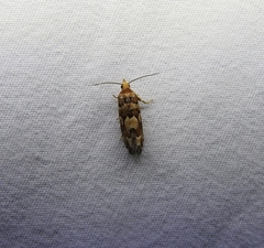 Eucopina tocullionana