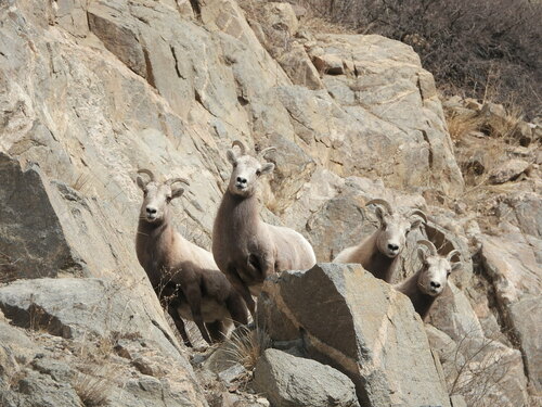 Bighorn Sheep photographed in Colorado