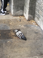Columba livia domestica