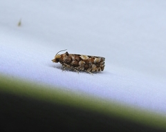 Eucopina tocullionana