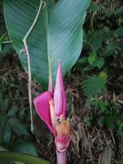 Musa velutina