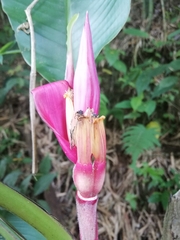 Musa velutina