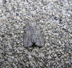 Acronicta immodica
