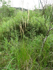 Calamagrostis stricta