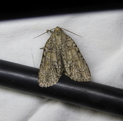 Acronicta immodica