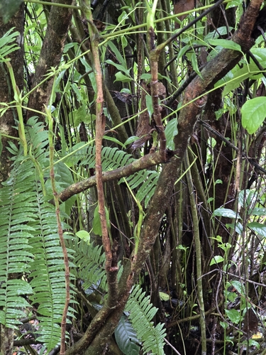 Ilex guayusa, photograph 2