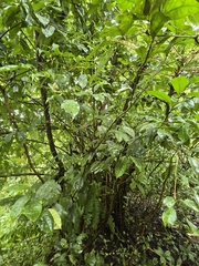 Ilex guayusa, photograph (c) Alan Rockefeller, some rights reserved (CC BY)