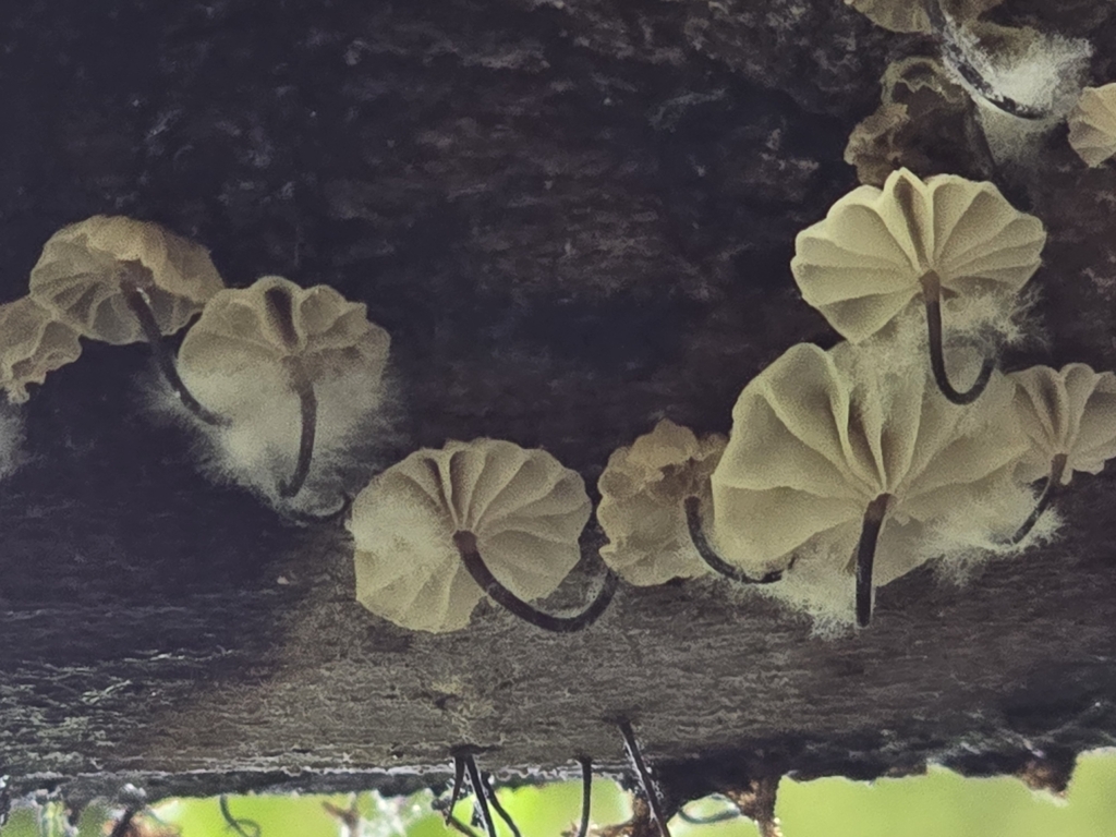Marasmius rotula