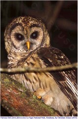Strix fulvescens