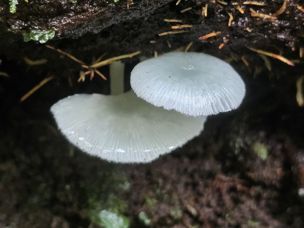Clitocybula azurea · February 2025 · photo: © alan_rockefeller (iNaturalist, cc-by-sa)