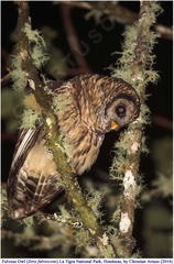 Strix fulvescens