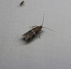 Moodna ostrinella