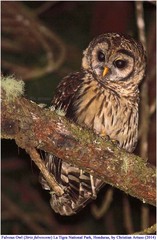 Strix fulvescens