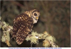 Strix fulvescens