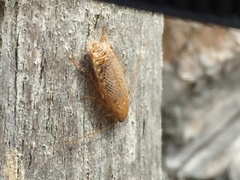 Ectobius pallidus