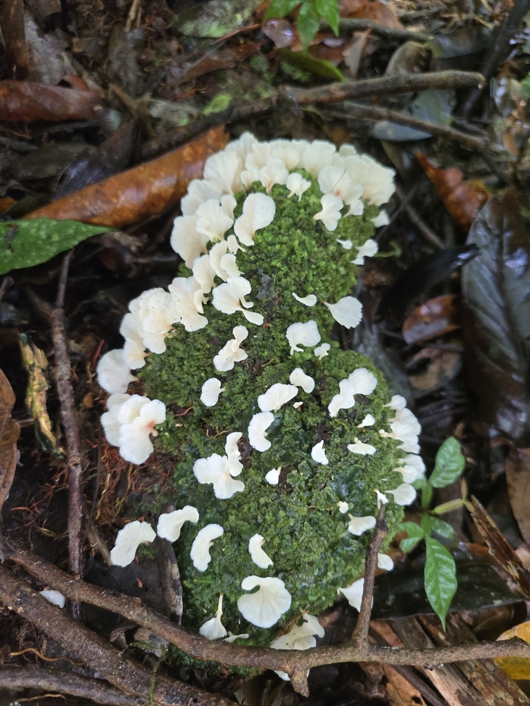 Neocotylidia diaphana · February 2025 · photo: © alan_rockefeller (iNaturalist, cc-by-sa)
