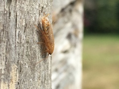 Ectobius pallidus