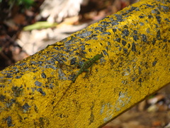 Anolis evermanni