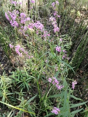 Lythrum virgatum