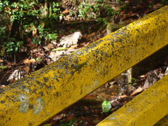Anolis evermanni