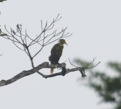 Green Oropendola (Psarocolius viridis), photo 4