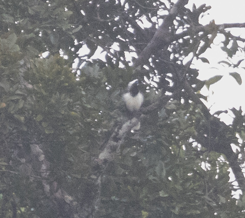 Cayenne Jay (Cyanocorax cayanus), photo 1