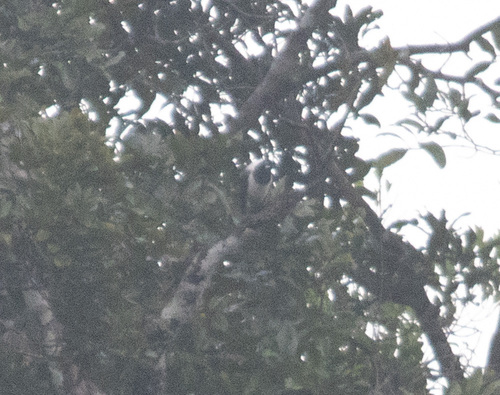 Cayenne Jay (Cyanocorax cayanus), photo 2