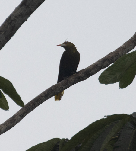 Green Oropendola (Psarocolius viridis), photo 3
