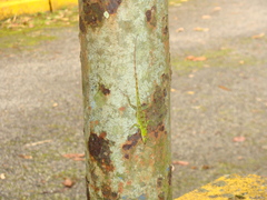 Anolis evermanni