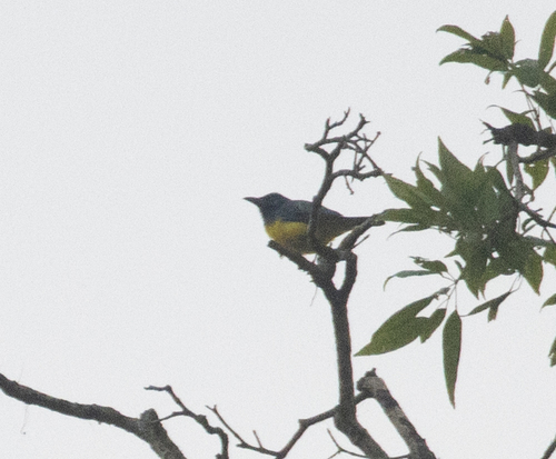 Blue-backed Tanager (Cyanicterus cyanicterus), photo 4