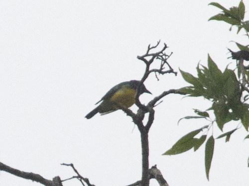 Blue-backed Tanager (Cyanicterus cyanicterus), photo 5