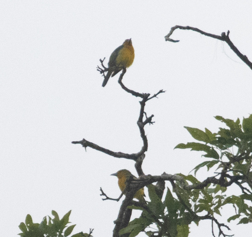 Blue-backed Tanager (Cyanicterus cyanicterus), photo 1
