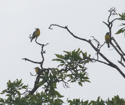 Blue-backed Tanager (Cyanicterus cyanicterus), photo 2