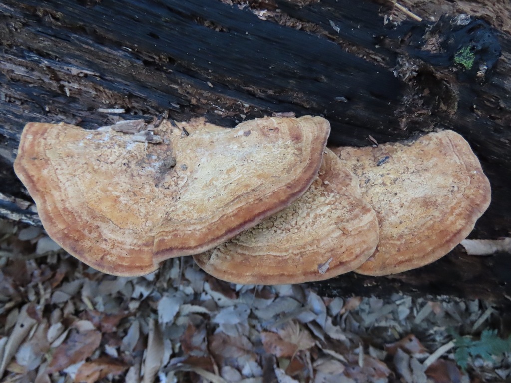 Fomitopsis dickinsii · February 2025 · photo: © belvedere04 (iNaturalist, cc-by-nc)