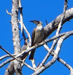 Philemon argenticeps