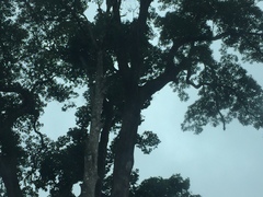 Artocarpus heterophyllus